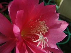 TanhuaRed (76)